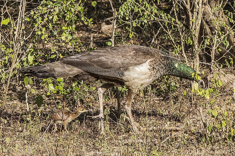 File:Indian peafowl (Pavo cristatus) female with chick.jpg