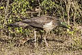 Indian peafowl (Pavo cristatus) female with chick.jpg