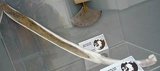 <span class="mw-page-title-main">Snow knife</span> Inuit tool