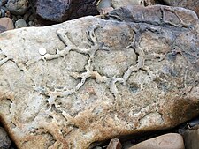 Ancient mudcracks preserved on the base of a bed of sandstone Inverness mudcrack.jpg