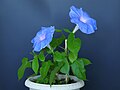 * Nomination Flowering Ipomoea nil 'Gorlitsa'. --Bff 15:15, 13 December 2023 (UTC) * Promotion Good quality. --Imehling 20:13, 13 December 2023 (UTC)