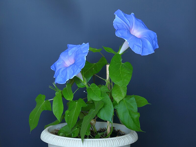 File:Ipomoea nil Gorlitsa20230807 22281.jpg