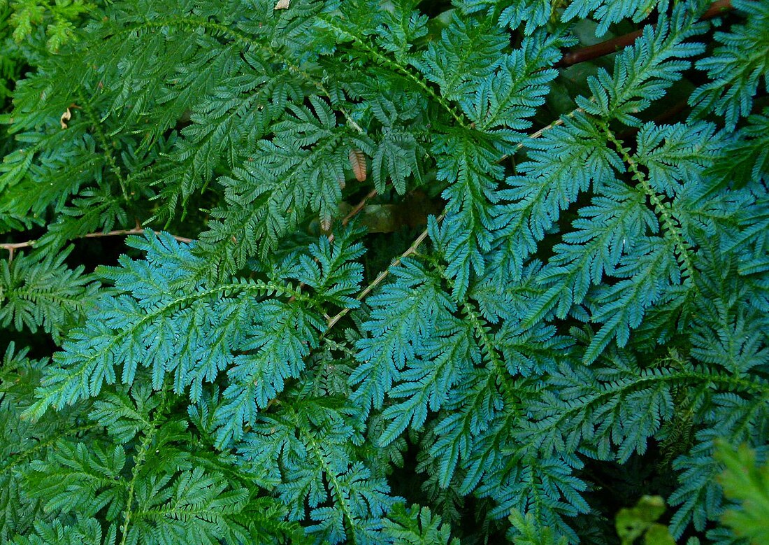 Selaginella willdenowii