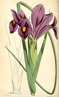 <i>Iris filifolia</i> species of plant in the family Iridaceae