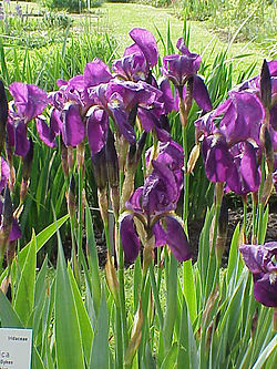 Iris germanica10.jpg