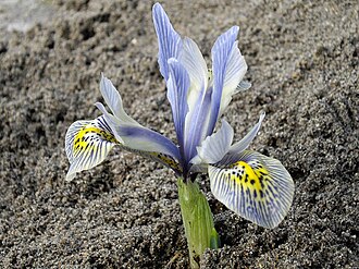 Iris 'Katharine Hodgkin' Iris histrioides 'Katharine Hodgkin' 3.JPG