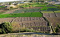 Irrigated farm fields - Afghanistan - 11-02-2008.jpg