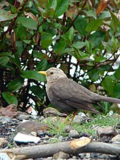 Turdus poliocephalus stresemanni at Mount Lawu, Indonesia Island thrush (Turdus poliocephalus).jpg