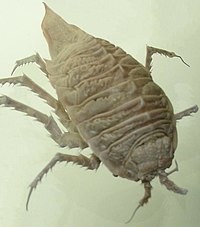 Isopod, Glyptonotus antarcticus.jpg 