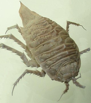 <span class="mw-page-title-main">Chaetiliidae</span> Family of crustaceans