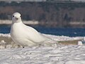 Fayl:Ivory Gull 2.jpg üçün miniatür