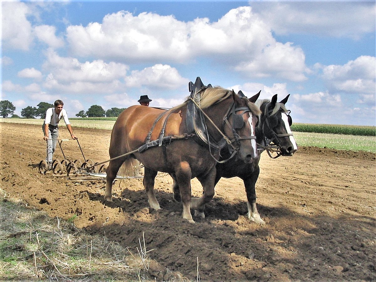 Spring-tooth harrow - Wikipedia