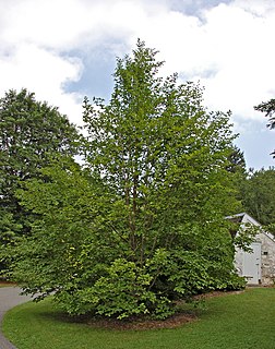 <i>Stewartia pseudocamellia</i> species of plant