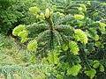 Épicéa Sapin (Abies alba)