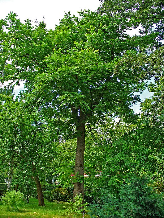 Дерево быстро. Орех серый Juglans cinerea. Орех серый (Juglans cinerea l.). Орех маньчжурский (Juglans nigra l.). Орех маньчжурский серый грецкий.