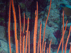 J. juncea en Egipto, Sinaí del Sur, Sharm el Sheik, Jackson Reef