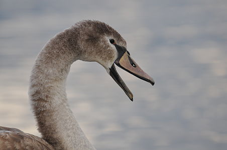 Cygnus olor (Mute Swan), juvenile