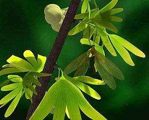 Artistic reconstruction of Juracimbrophlebia ginkgofolia on Yimaia capituliformis