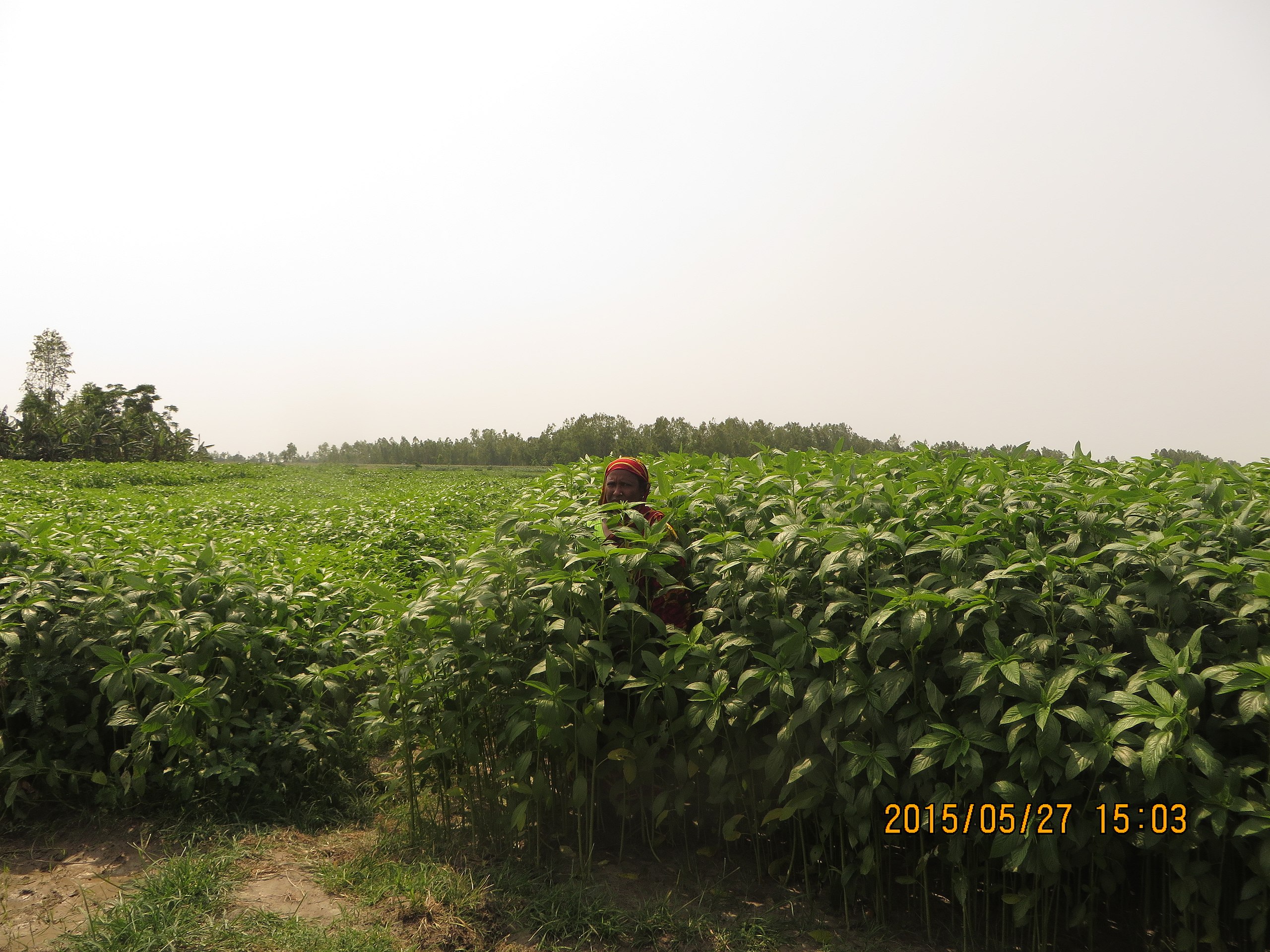 File:Jute field.jpg - Wikimedia Commons