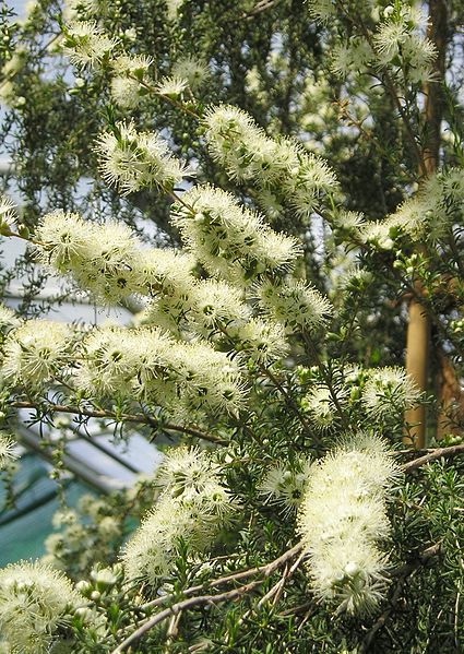 File:Kānuka-Baum (Kunzea aff. ambigua).jpg