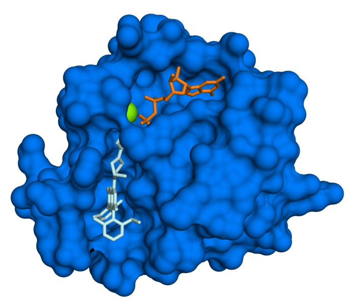 File:KRAS protein G12C mutant with GDP and sotorasib 6OIM.png