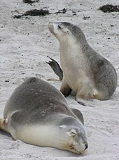 Sea lions on Kangaroo Island beach Kangaroosealion.jpg