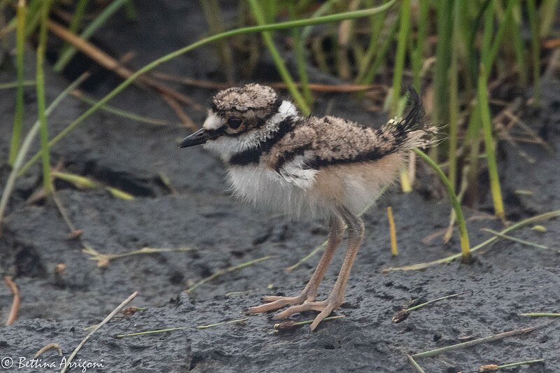 File:Kildeer (immature) Sabine Woods TX 2018-04-14 11-22-49 (41092960114).jpg