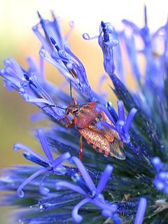 <i>Echinops</i>