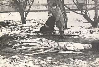 #102 (4/3/1928) Specimen found washed ashore in Ranheim, Norway, measuring around 7.9 m in total length