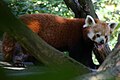 Kleiner Panda Hellabrunn 6.jpg