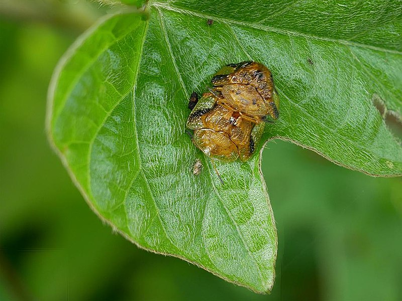 File:Laccoptera quadrimaculata yotumonkamenokohms04.jpg