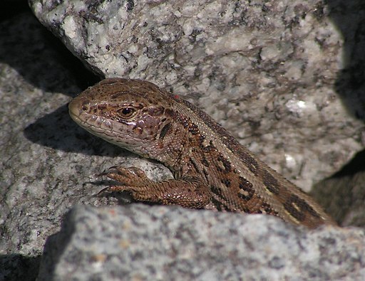 Lacerta agilis famale (8)