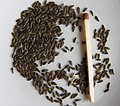 Миниатюра для Файл:Lactuca sativa seeds.JPG
