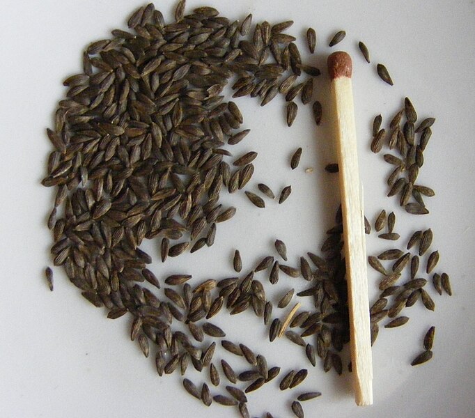 File:Lactuca sativa seeds.JPG