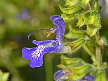 Salvia transsylvanica Lamiaceae - Salvia transsylvanica.jpg