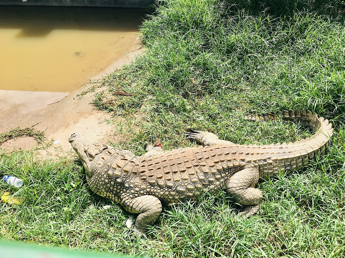 Crocodile - Wikipedia