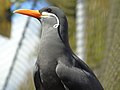 * Nomination Larosterna inca (Inca tern) in Bristol Zoo (England, United Kingdom).--Drow male 15:28, 19 April 2022 (UTC) * Promotion Good quality. --Imehling 10:46, 27 April 2022 (UTC)