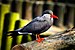 Larosterna inca (Inca Tern - Inkaseeschwalbe) Weltvogelpark Walsrode 2012-016.jpg