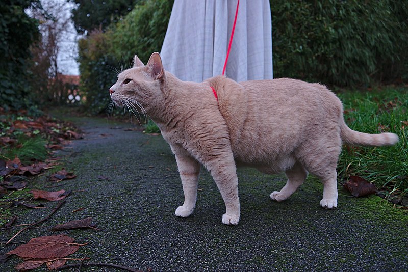 File:Larry the cat trying out his harness for the first time in Auderghem, Belgium (sideways).jpg