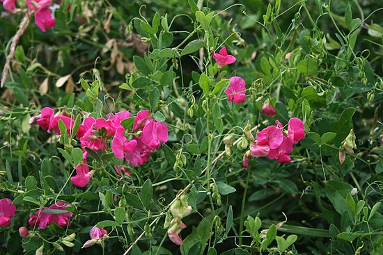 Включи чина. Чина клубненосная Lathyrus tuberosus. Чина клубневая (Lathyrus tuberosus). Чина клубненосная сорняк. Луговой душистый горошек.