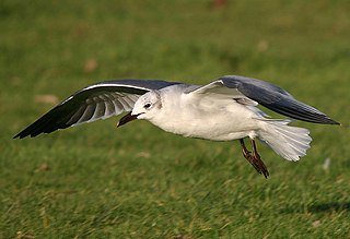 Vagrancy (biology) Phenomenon where an animal appears outside its normal range