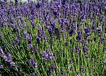 Vignette pour Lavandula angustifolia