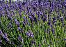 Echte lavendel (Lavandula angustifolia)