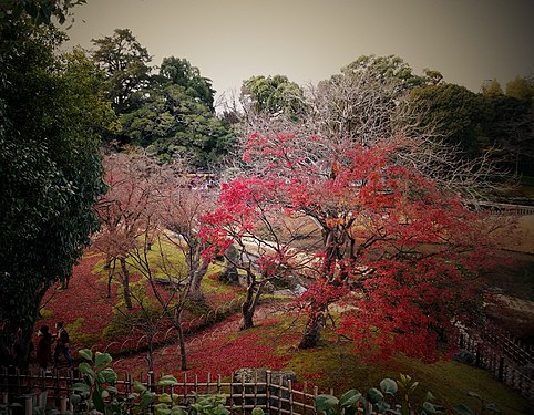 Leaves falling in Japan