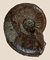 * Nomination An Upper Aalenian Ammonite, Leioceras comptum --Llez 17:06, 7 March 2011 (UTC) * Promotion  Support QI & Useful --Archaeodontosaurus 07:28, 8 March 2011 (UTC)