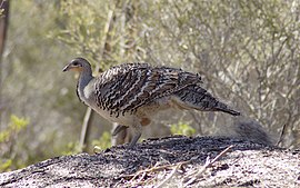 Leipoa ocellata Ongerup, Okcidenta Aŭstralio, Australia-8.jpg