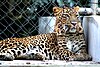 Leopard at the Kanpur Zoo