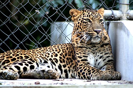 Leopard at the Kanpur Zoo