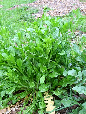 Lepidium heterophyllum Habitus 2010-3-21 SierraMadrona.jpg