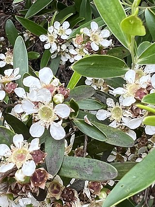 <i>Leptospermum luehmannii</i> Species of shrub